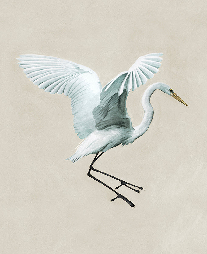 Majestic Egret VII