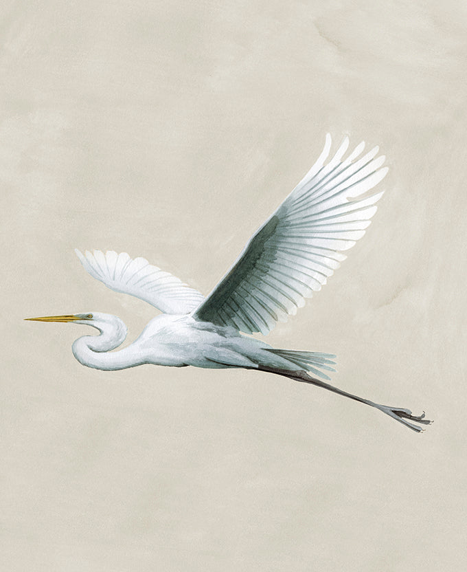 Majestic Egret VIII