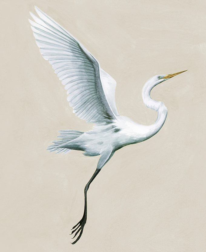 Majestic Egret XIII