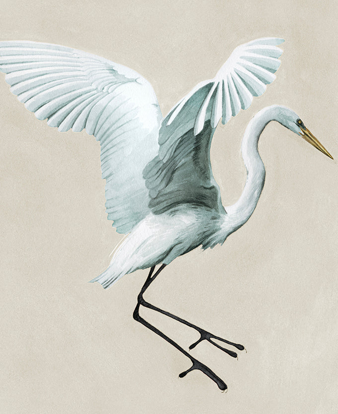Majestic Egret XV