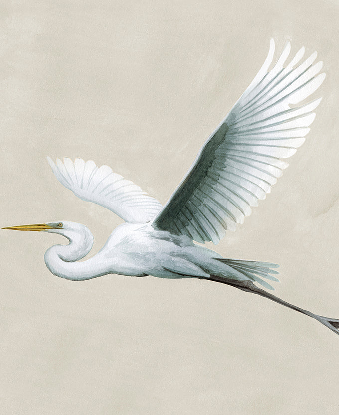 Majestic Egret XVI