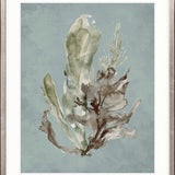 Margate Coral I