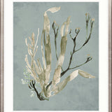 Margate Coral II