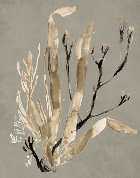 Margate Coral V (Canvas)