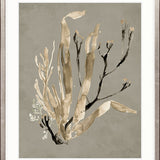 Margate Coral V