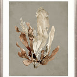Margate Coral VI