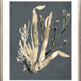 Margate Coral VIII