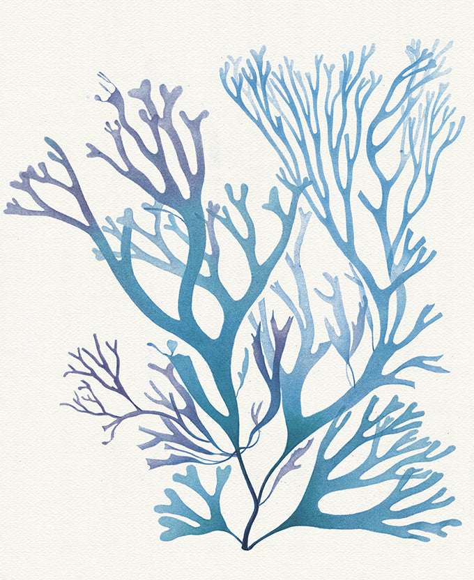 Mariner Drift I