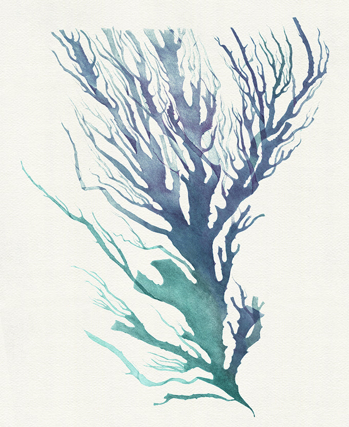 Mariner Drift II