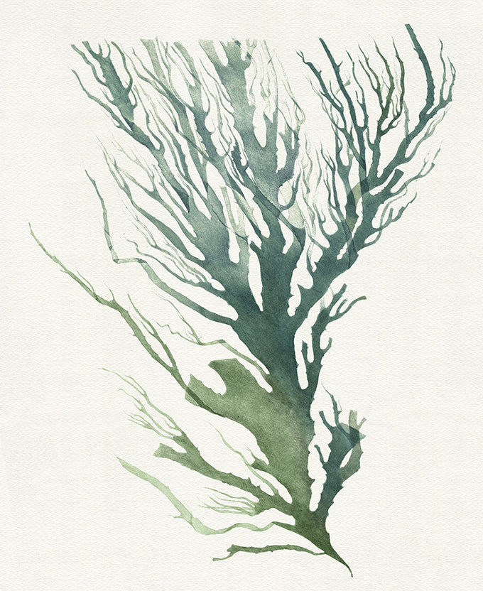 Mariner Drift V