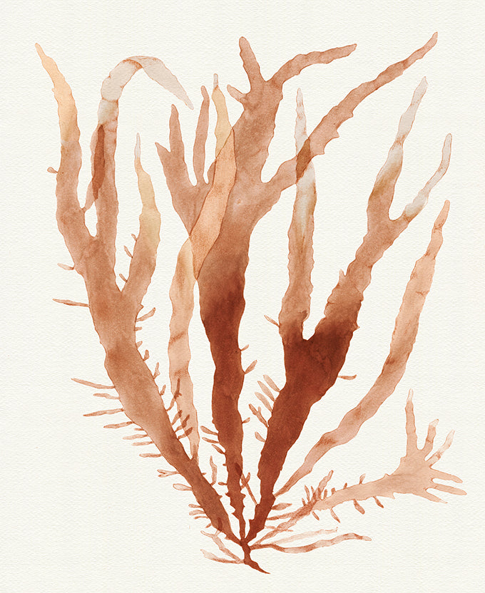 Mariner Drift VI