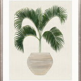 Palm Beauty III