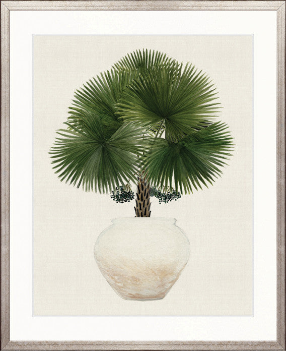 Palm Beauty IV