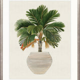 Palm Beauty V
