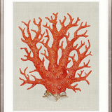 Coral SPLENDOUR (Red) I