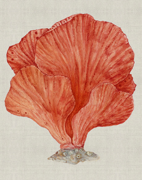 Coral SPLENDOUR (Red) II