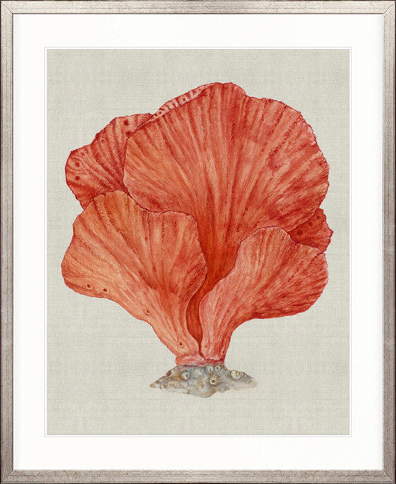 Coral SPLENDOUR (Red) II