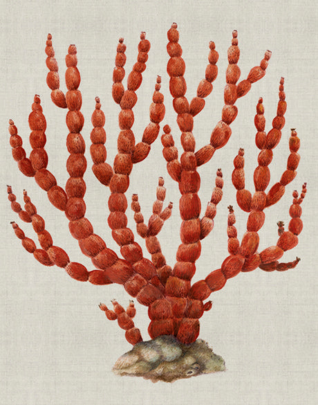 Coral SPLENDOUR (Red) III