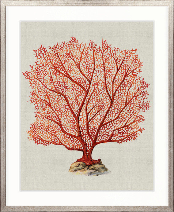 Coral SPLENDOUR (Red) IV