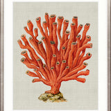 Coral SPLENDOUR (Red) V