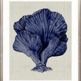 Coral SPLENDOUR (Indigo) VIII