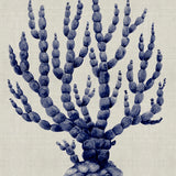 Coral SPLENDOUR (Indigo) IX