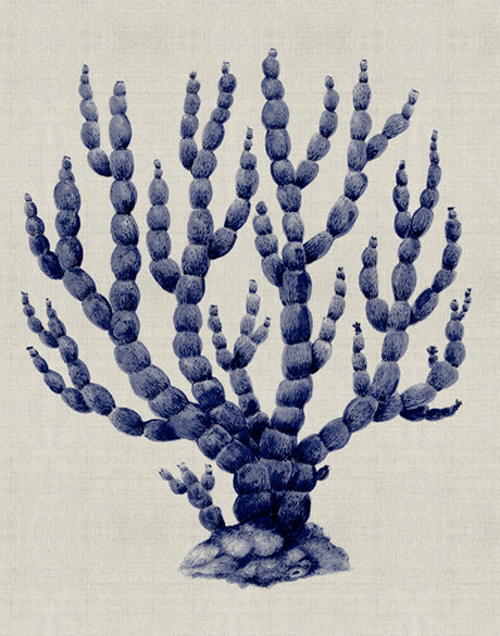 Coral SPLENDOUR (Indigo) IX
