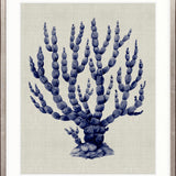 Coral SPLENDOUR (Indigo) IX