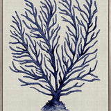 Coral Splendour (Indigo) XII (Canvas)