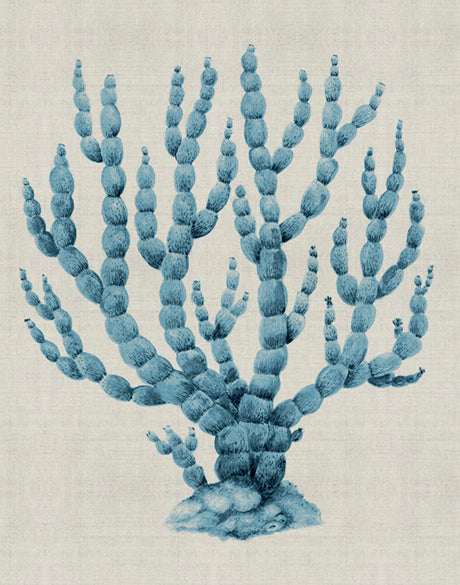 Coral SPLENDOUR (Pale Blue) XV