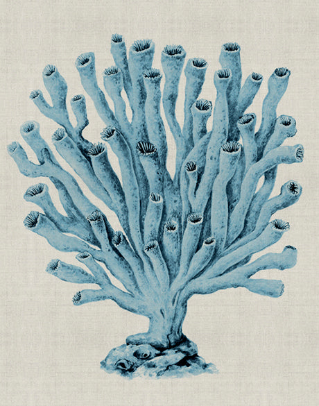 Coral SPLENDOUR (Pale Blue) XVII