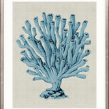 Coral SPLENDOUR (Pale Blue) XVII