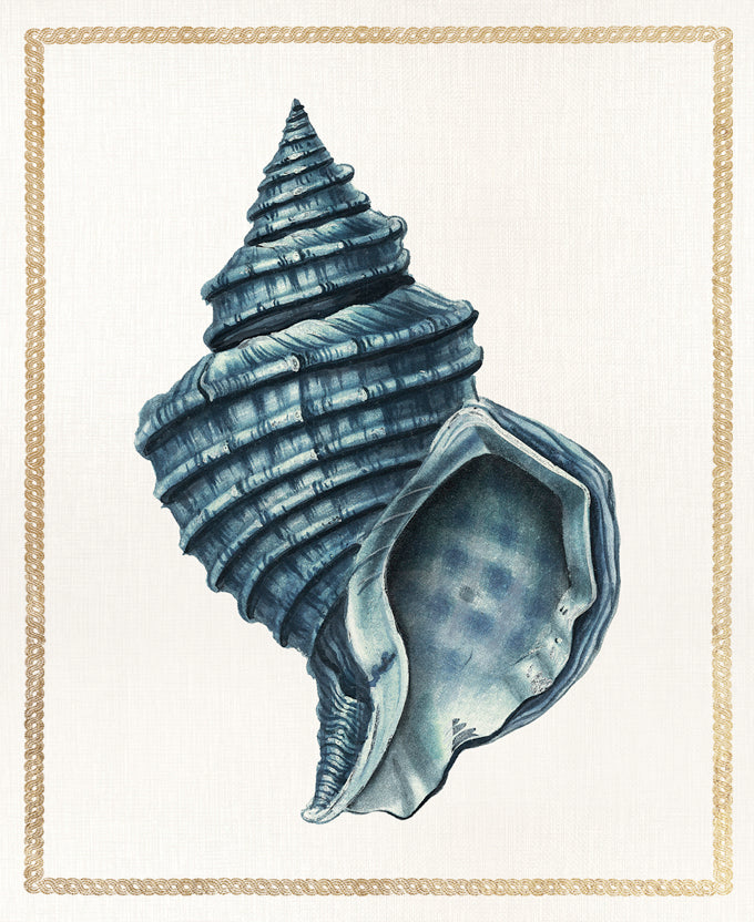 Martyn Shell I
