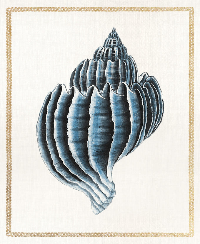 Martyn Shell II (Canvas)
