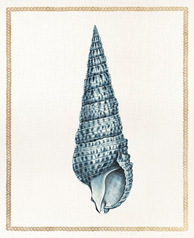 Martyn Shell III
