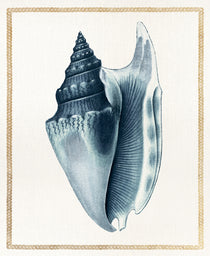 Martyn Shell IV (Canvas)