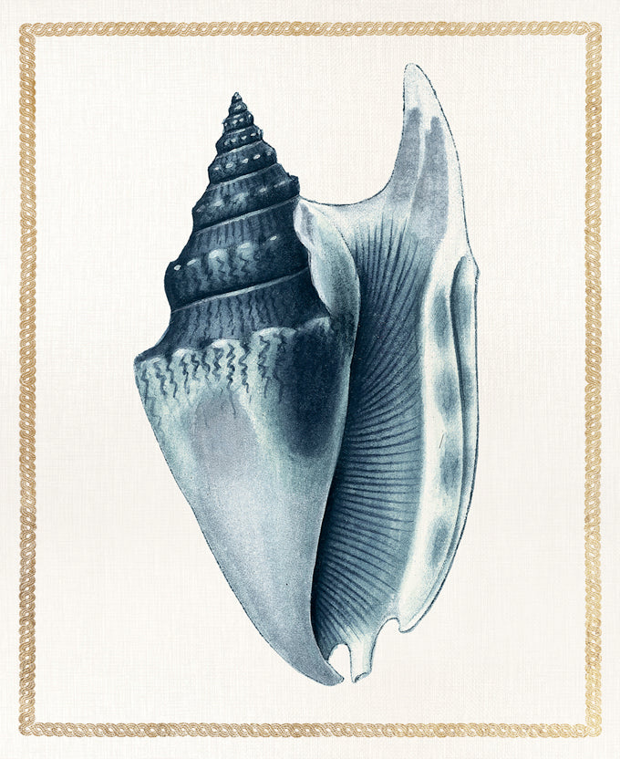Martyn Shell IV
