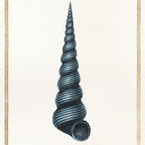 Martyn Shell V (Canvas) Large (860mm W x 860mm H)
