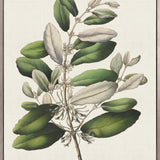 Botanical Bliss I (Canvas)