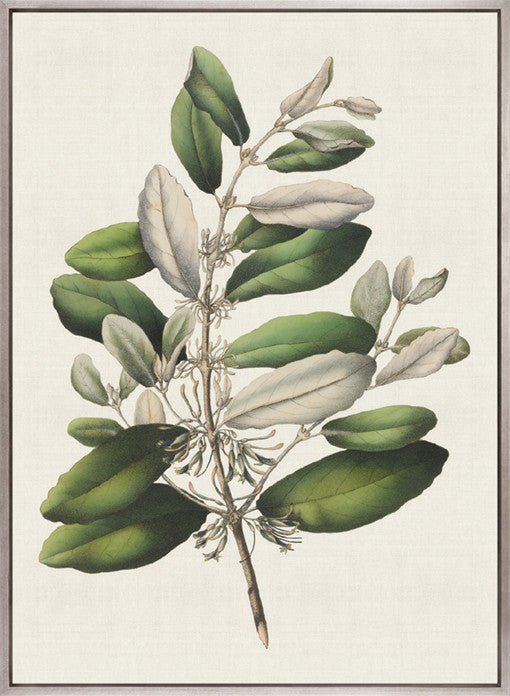 Botanical Bliss I (Canvas)