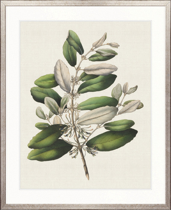 Botanical Bliss I