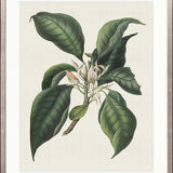 Botanical Bliss II