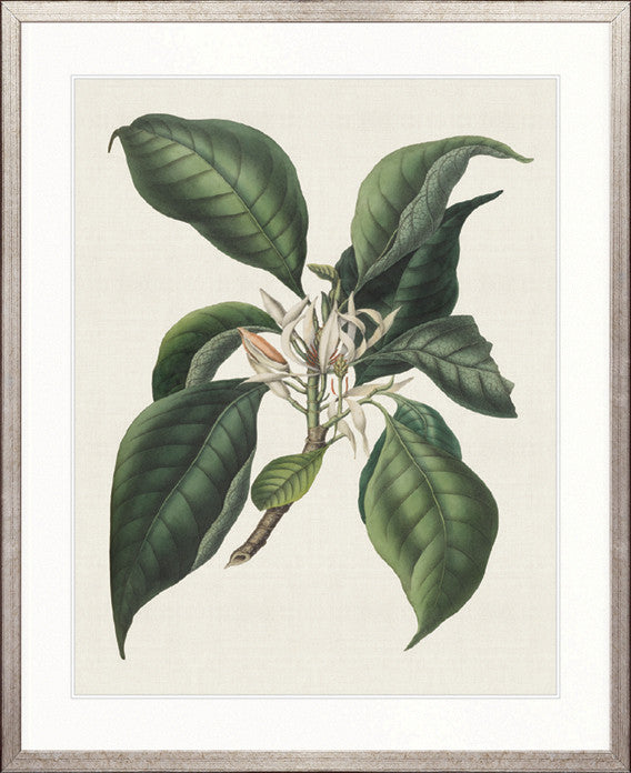 Botanical Bliss II