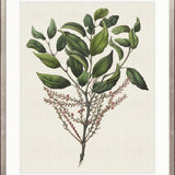 Botanical Bliss III