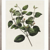 Botanical Bliss IV