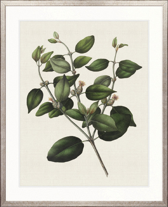 Botanical Bliss IV
