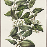 Botanical Bliss V (Canvas)