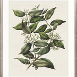 Botanical Bliss V