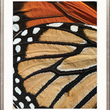 Macey Butterfly II