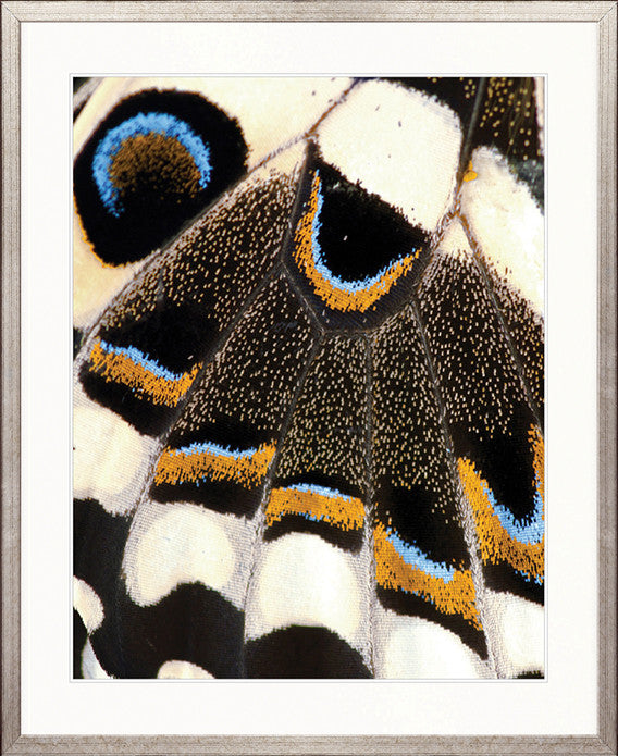 Macey Butterfly III